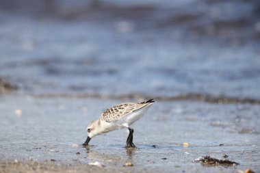 Japonya 'da kaşık gagalı çulluk (Calidris pigmaea), kritik tehlike altındaki türlerden biri.