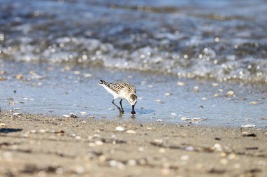 Japonya 'da kaşık gagalı çulluk (Calidris pigmaea), kritik tehlike altındaki türlerden biri.