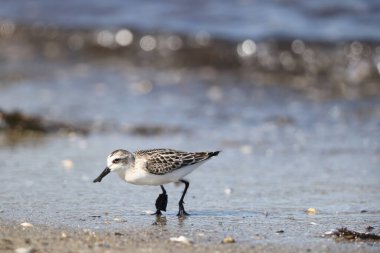 Japonya 'da kaşık gagalı çulluk (Calidris pigmaea), kritik tehlike altındaki türlerden biri.