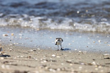Japonya 'da kaşık gagalı çulluk (Calidris pigmaea), kritik tehlike altındaki türlerden biri.