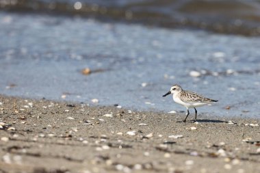 Japonya 'da kaşık gagalı çulluk (Calidris pigmaea), kritik tehlike altındaki türlerden biri.