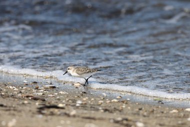 Japonya 'da kaşık gagalı çulluk (Calidris pigmaea), kritik tehlike altındaki türlerden biri.