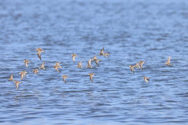 Japonya 'da kaşık gagalı çulluk (Calidris pigmaea), kritik tehlike altındaki türlerden biri.