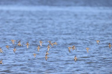 Japonya 'da kaşık gagalı çulluk (Calidris pigmaea), kritik tehlike altındaki türlerden biri.