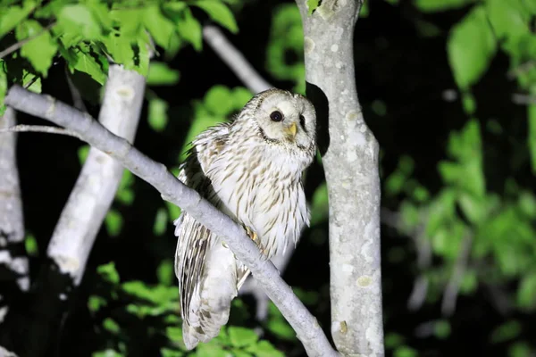 Ural Owl Strix Uralensis Fuscescens Giappone — Foto Stock