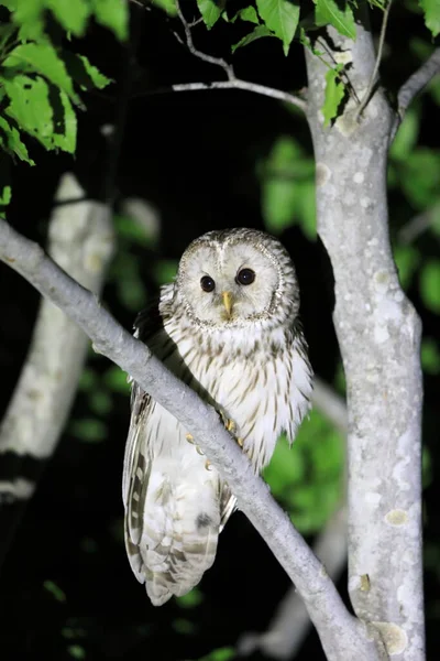 Ural Owl Strix Uralensis Fuscescens Giappone — Foto Stock