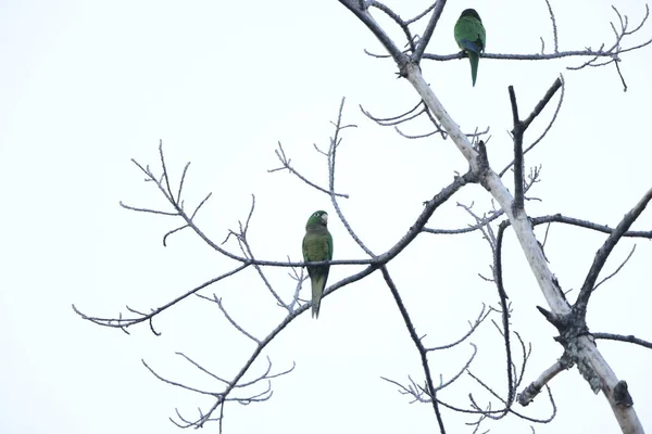 Sárgafalú Amazon Amazona Collaria Más Néven Sárgafalú Papagáj Vagy Jamaikai — Stock Fotó