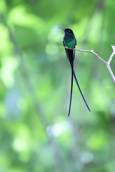 Black Billed Streamertail Trochilus Scitulus Species Hummingbird Emeralds Tribe Trochilini — Stock Photo, Image