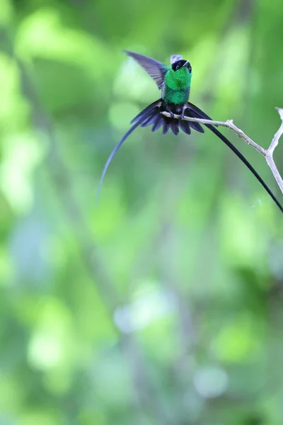 Streamertail Černý Trochilus Scitulus Druh Kolibříka Smaragdy Kmen Trochilini Podčeledi — Stock fotografie