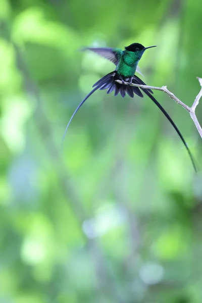 Streamertail Černý Trochilus Scitulus Druh Kolibříka Smaragdy Kmen Trochilini Podčeledi — Stock fotografie
