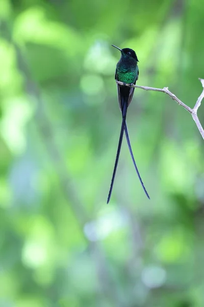 Black Billed Streamertail Trochilus Scitulus Species Hummingbird Emeralds Tribe Trochilini — Stock Photo, Image