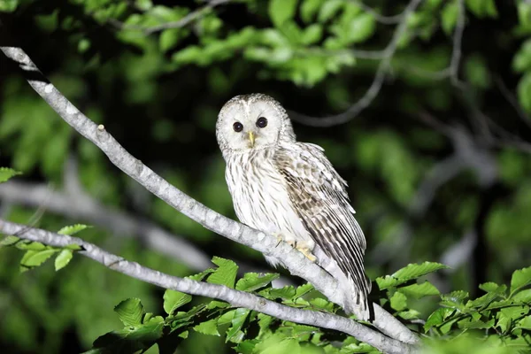 Ural Owl Strix Uralensis Fuscescens Japan Stock Photo