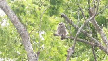 Japonya'da Ural baykuş (Strix uralensis fuscescens)