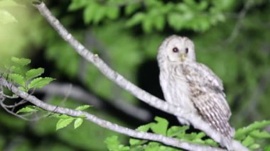 Japonya'da Ural baykuş (Strix uralensis fuscescens)