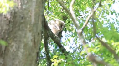 Japonya'da Ural baykuş (Strix uralensis fuscescens)