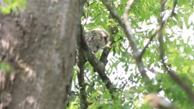 Japonya'da Ural baykuş (Strix uralensis fuscescens)