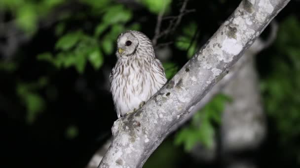 Ural Κουκουβάγια Strix Uralensis Fuscescens Στην Ιαπωνία — Αρχείο Βίντεο