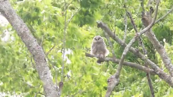 Ural Owl Strix Uralensis Fuscescens Japan — Stock Video