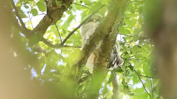 Hibou Oural Strix Uralensis Fuscescens Japon — Video
