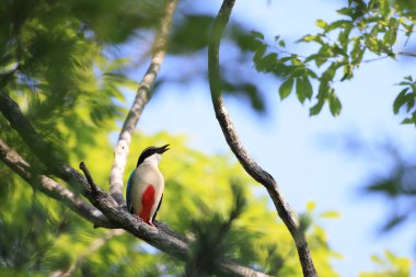 Peri pittası (Pitta nympha), Pittidae familyasından bir kuş türü..