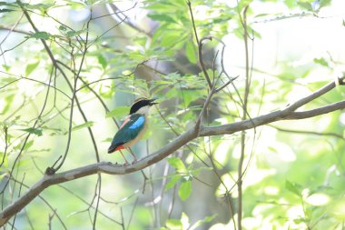 Peri pittası (Pitta nympha), Pittidae familyasından bir kuş türü..