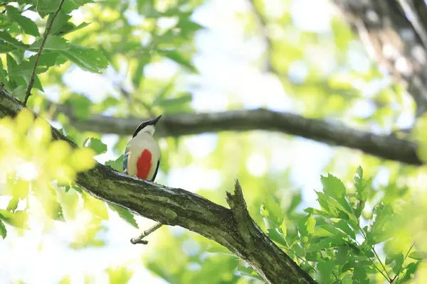 Fairy Pitta Pitta Nympha Small Brightly Colored Species Passerine Bird — Stock Photo, Image
