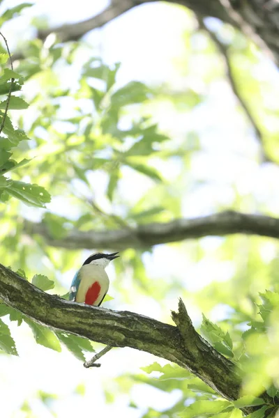 妖精のピッタ ピッタ ニンパ ピッティデイ家のパッセリン鳥の小さな明るい色の種です — ストック写真