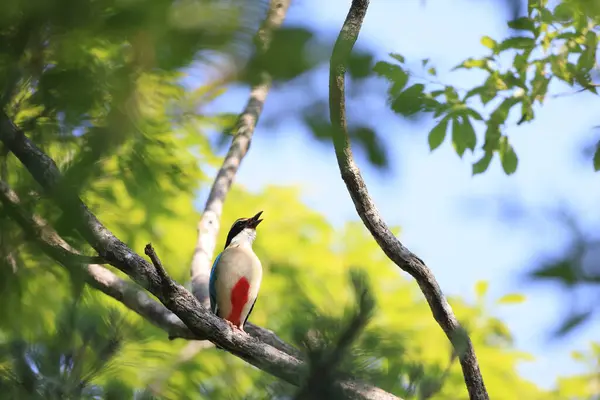 Peri pittası (Pitta nympha), Pittidae familyasından bir kuş türü..