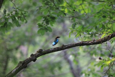 Peri pittası (Pitta nympha), Pittidae familyasından bir kuş türü..