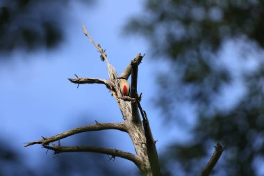 Peri pittası (Pitta nympha), Pittidae familyasından bir kuş türü..