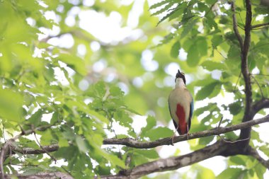 Peri pittası (Pitta nympha), Pittidae familyasından bir kuş türü..