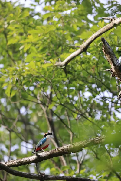 Bajka Pitta Pitta Nympha Jest Małym Jaskrawo Kolorowym Gatunkiem Ptaka — Zdjęcie stockowe