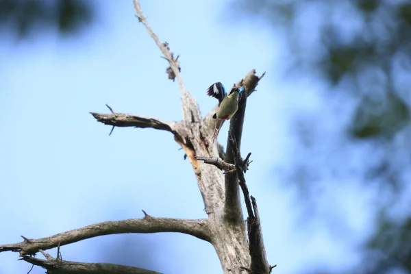 Сказочная Питта Pitta Nympha Небольшой Ярко Окрашенный Вид Воробьиной Птицы — стоковое фото