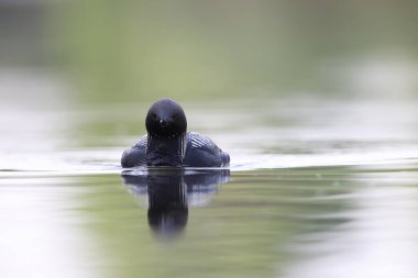 Pasifik dalgıcı (Gavia pacifica), dalgıçgiller (Cervidae) familyasından bir kuş türü..