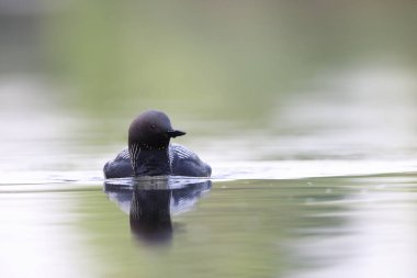 Pasifik dalgıcı (Gavia pacifica), dalgıçgiller (Cervidae) familyasından bir kuş türü..