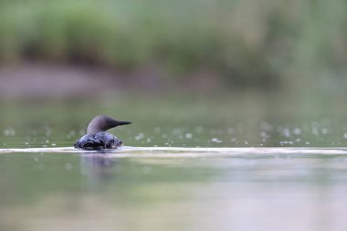 Pasifik dalgıcı (Gavia pacifica), dalgıçgiller (Cervidae) familyasından bir kuş türü..