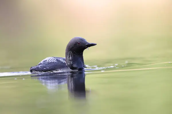 stock image The Pacific loon or Pacific diver (Gavia pacifica), is a medium-sized member of the loon, or diver, family.