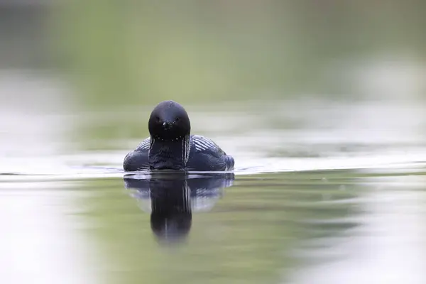 stock image The Pacific loon or Pacific diver (Gavia pacifica), is a medium-sized member of the loon, or diver, family.