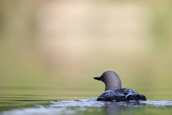 stock image The Pacific loon or Pacific diver (Gavia pacifica), is a medium-sized member of the loon, or diver, family.