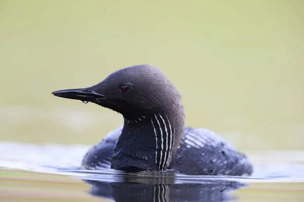 stock image The Pacific loon or Pacific diver (Gavia pacifica), is a medium-sized member of the loon, or diver, family.