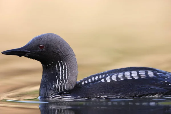 Pacific Loon Pacific Diver Gavia Pacifica Medium Sized Member Loon Stock Picture
