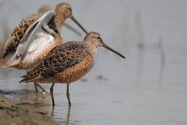 Uzun gagalı Dowitcher (Limnodromus scolopaceus), Scolopacidae familyasına ait, nispeten uzun gagalı bir sahil kuşudur. Bu fotoğraf Japonya 'da çekildi..