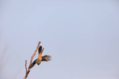Japonya 'da uzun kuyruklu örümcekkuşu (Lanius schach schach)