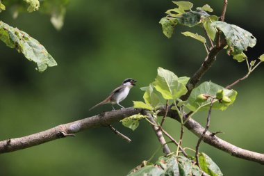 Lanius tigrinus, ördekgiller (Laniiidae) familyasından Lanius familyasına ait bir kuş türü. Bu fotoğraf Japonya 'da çekildi..