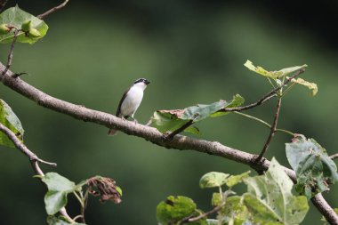 Lanius tigrinus, ördekgiller (Laniiidae) familyasından Lanius familyasına ait bir kuş türü. Bu fotoğraf Japonya 'da çekildi..