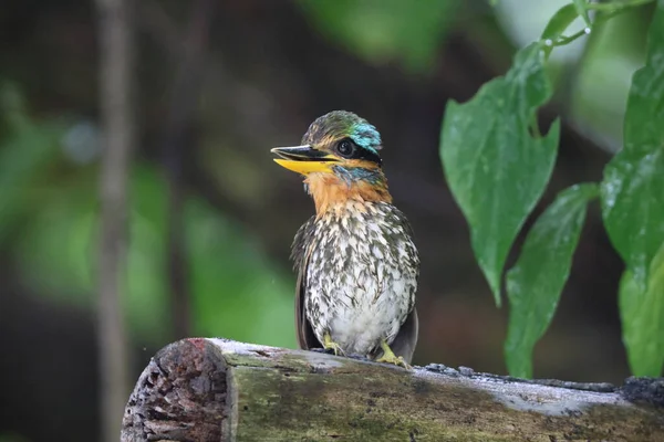 Spotted Wood Kingfisher Actenoides Lindsayi Luzon Island Philippines — Stock Photo, Image