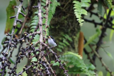 İki renkli çiçekkakan (Dicaeum bicolor), Dicaeidae familyasından bir kuş türü. Filipinler 'e özgüdür..