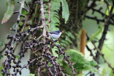 İki renkli çiçekkakan (Dicaeum bicolor), Dicaeidae familyasından bir kuş türü. Filipinler 'e özgüdür..