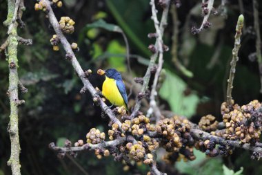 The orange-bellied flowerpecker (Dicaeum trigonostigma) is a species of bird in the family Dicaeidae. This photo was taken in Luzon island, Philippines(ssp.xanthopygium).