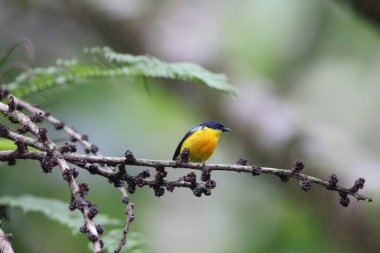 The orange-bellied flowerpecker (Dicaeum trigonostigma) is a species of bird in the family Dicaeidae. This photo was taken in Luzon island, Philippines(ssp.xanthopygium).